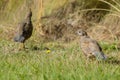 California Quails