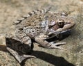 California Red-legged Frog Royalty Free Stock Photo