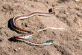 California Red-Sided Garter snake in sand found on Northern California Coast Royalty Free Stock Photo