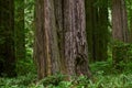 California Redwood Forest Royalty Free Stock Photo