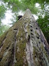 California Redwood Forest Royalty Free Stock Photo