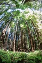 California Redwood Forest Royalty Free Stock Photo