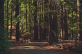 California Redwood Forest Road Royalty Free Stock Photo