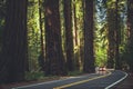 California Redwood Highway Royalty Free Stock Photo