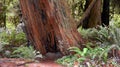 California Redwood With Hollow Trunk Royalty Free Stock Photo