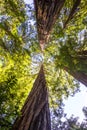 California redwood (Sequoia sempervirens) Royalty Free Stock Photo