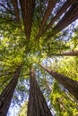 California redwood Sequoia sempervirens Royalty Free Stock Photo
