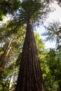 California redwood Sequoia sempervirens Royalty Free Stock Photo