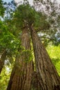 California redwood Sequoia sempervirens Royalty Free Stock Photo