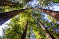 California redwood Sequoia sempervirens Royalty Free Stock Photo