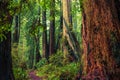 California Redwood Trail Royalty Free Stock Photo