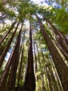 California redwood tree forest