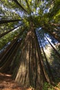 California redwood trees Royalty Free Stock Photo