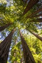 California redwood (Sequoia sempervirens) Royalty Free Stock Photo