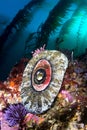 California reef sea life Royalty Free Stock Photo