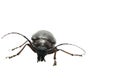 California Root Borer - deadly thorns - and hissing like a cockroach - is a ferocious-biting scarab walking on a white background