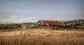 California rural landscape. Fields and Old Wooden Barn