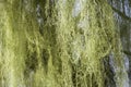 California`s State Lichen Lace lichen; Ramalina Menziesii growing on the branches of coastal live oak trees, California