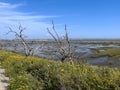 California\'s Wetland Wildflowers by the Water\'s Edge Royalty Free Stock Photo