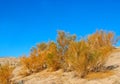 California Sagebrush