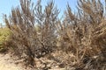 California sagebrush Artemisia californica 4