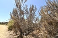 California sagebrush Artemisia californica  5 Royalty Free Stock Photo