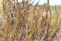 California sagebrush Artemisia californica  3 Royalty Free Stock Photo