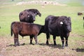 California Scenery - Black Angus Cattle in Field - Ramona Grasslands Preserve