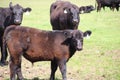 California Scenery - Black Angus Cattle in Field - Ramona Grasslands Preserve