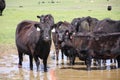 California Scenery - Black Angus Cattle in Field - Ramona Grasslands Preserve