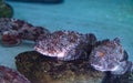 California scorpion rockfish called Scorpaena guttata Royalty Free Stock Photo
