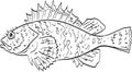 California scorpionfish Side View Cartoon Drawing Royalty Free Stock Photo