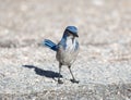 California Scrub-Jay Aphelocoma californica Adult perched on the ground.