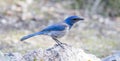 California Scrub-Jay Aphelocoma californica Adult perched on a rock.