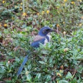 California Scrub Jay Aphelocoma californica in bush