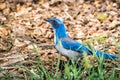 California Scrub Jay Aphelocoma californica