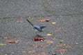 California Scrub-Jay - Aphelocoma californica (1)