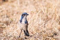 California Scrub Jay Aphelocoma californica on the ground, foraging for food on the dry grass, San Francisco bay area, Royalty Free Stock Photo