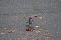 California Scrub-Jay - Aphelocoma californica (4)