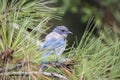 California Scrub jay (Aphelocoma californica)