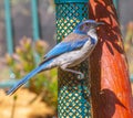 California Scrub Jay at Feeder