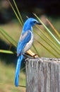 California Scrub Jay