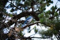 California Scrub Jay up close sitting on a tree branch Royalty Free Stock Photo