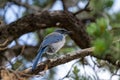 California Scrub Jay up close sitting on a tree branch Royalty Free Stock Photo