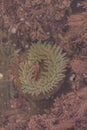 California sea anemone