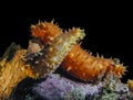 California Sea Cucumber Love