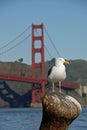 California Sea Gull Goldem Gate Bridge Royalty Free Stock Photo