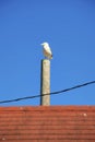 california or sea gull on light wooden post with telephone wire over red or orange roof tiles on gable style building