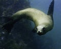 California Sea Lion