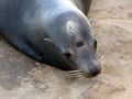 California Sea lion